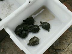 -三圣花乡旅游区