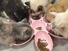 -楼上猫咖(罗湖店)