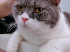 -酷豆宠物咖啡·宠物美食·撸猫馆