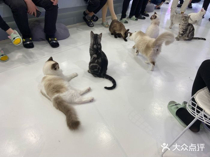 淘喵喵·撸猫馆·猫咖·猫舍(静安旗舰店-图片-上海美食-大众点评网