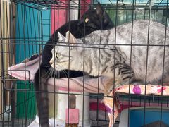 -青海名吃尕张娃非遗烤肉(海湖总店)