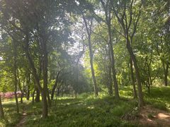 -洛阳市隋唐城遗址植物园