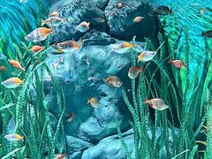 -上海海洋水族馆