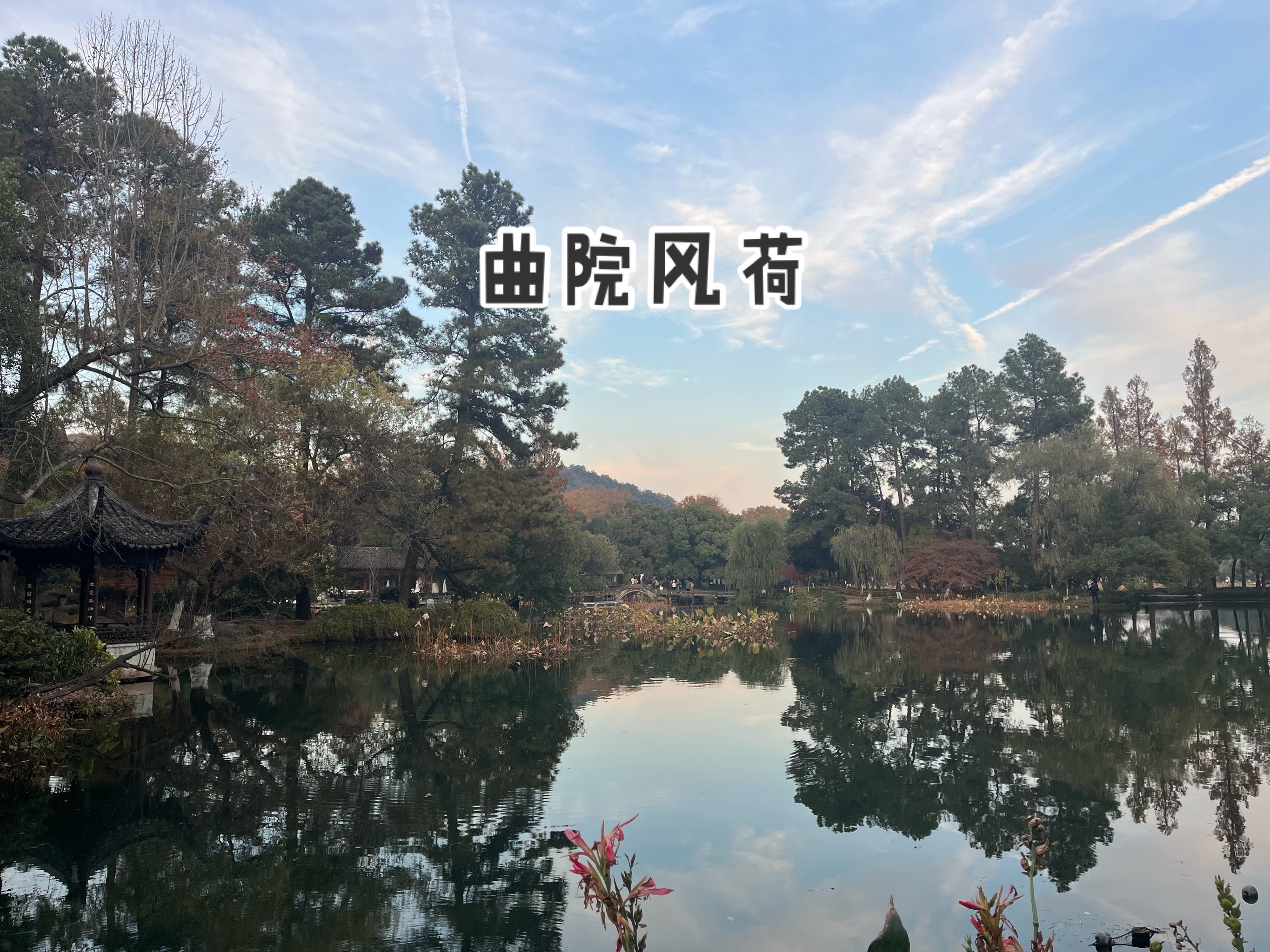 曲院风荷 不愧为西湖十景之一