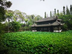 -桂湖森林公园