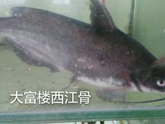 -八仔大富楼·河鲜(西江店)