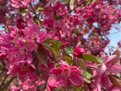 -长白岛森林公园