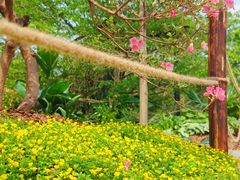 -深圳仙湖植物园