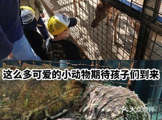 这么多可爱的小动物期待孩子们到来