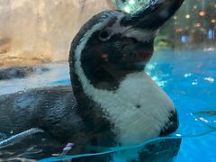 -帝企鹅自助餐厅•儿童岛•真企鹅(长隆企鹅酒店)