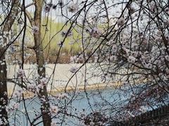 -桃花堤公园