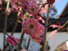 -上海醉白池公园