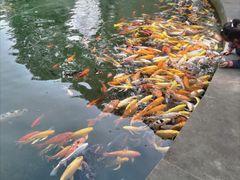 -温江公园