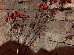 -VOYAGE COFFEE(北锣鼓巷店)