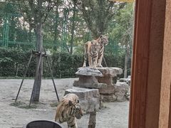 -上海野生动物园老虎餐厅