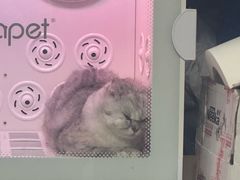 -瑞鹏宠物医院·夜间急症·心超·猫科(祖庙分店)