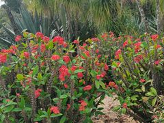 -深圳仙湖植物园