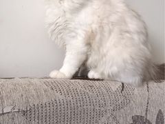 -Bastet sally猫舍购宠(静安店)