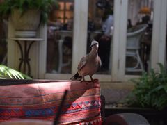-Fern Forest Cafe