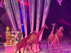 -广州长隆国际大马戏