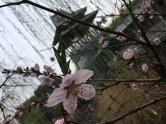 -金鸡湖桃花岛