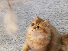 -momokira米努特·德文卷毛猫·棉花面纱犬