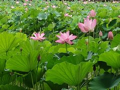 -莲湖公园