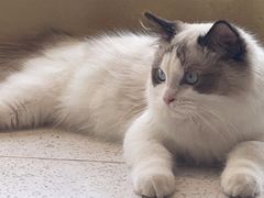 -飞行喵MR PILOT|猫舍·猫咖(静安大融城店)