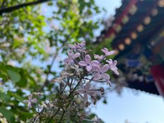 -西安市广仁寺