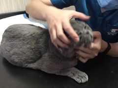 -安安宠医宠物医院·异宠·犬猫内科(岳阳分院)