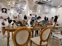 大堂-共舞时光猫咖·狗咖(新街口店)
