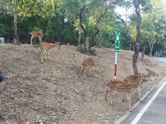-清迈夜间动物园