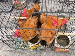 -江湖亮亮大排档(武汉总店)