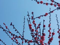 -新建村梅花