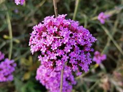 -北京东方普罗旺斯薰衣草庄园