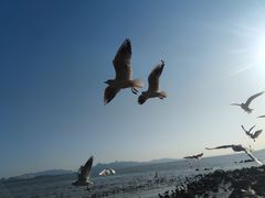 -深圳湾公园(南山区)