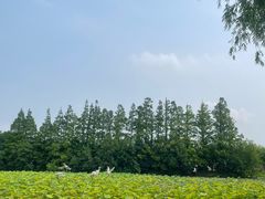 -上海长兴岛郊野公园