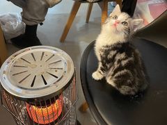 -喵zoo家庭繁育猫舍(尖东智能花园店)