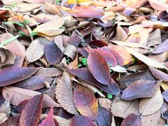 -昆山城市生态森林公园