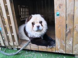 -上美四季动物农场