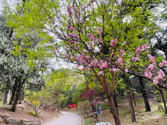 -香山公园