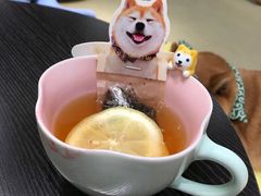 -逗柴咖啡屋·狗咖猫咖宠物桌游
