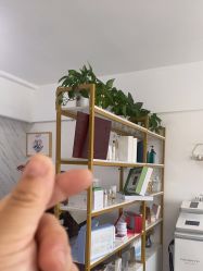 -凡碧诗毛孔收细