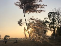 -合肥滨湖国家森林公园