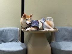 -逗柴咖啡屋·狗咖猫咖宠物桌游