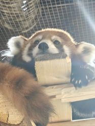 -Zoolung Zoolung动物主题公园(海信广场店)