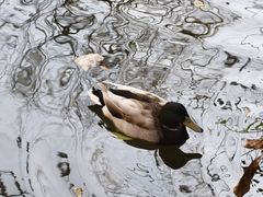 -水绘园