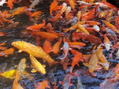 -千岛湖东南湖区