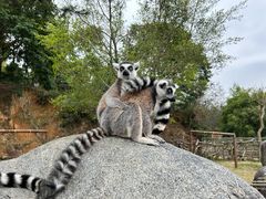 -泉州海丝野生动物世界