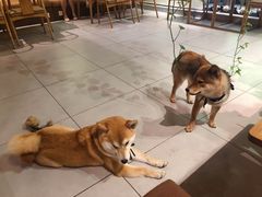 -柴务处·柴犬主题狗咖